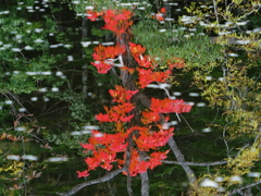 湖面の紅葉