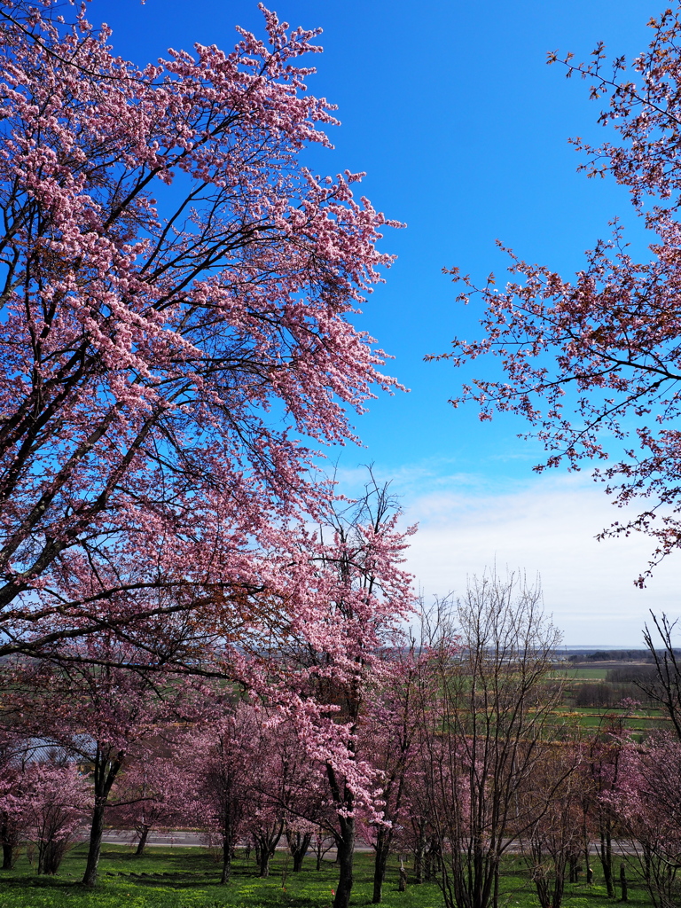 桜の丘