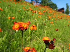 紅輪蒲公英の丘