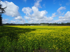 菜の花畑と空