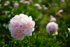 シャクヤクの花壇