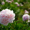 シャクヤクの花壇