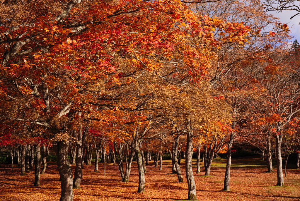 紅葉のレッドカーペット