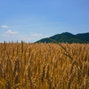 小麦畑の実り