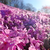 朝の芝桜