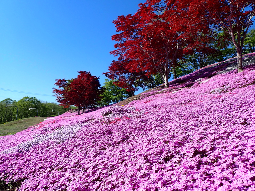 春もみじと芝桜1