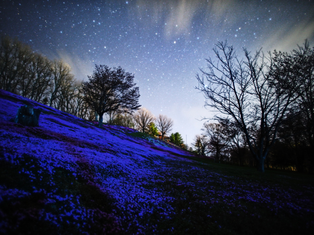 星空と芝桜1