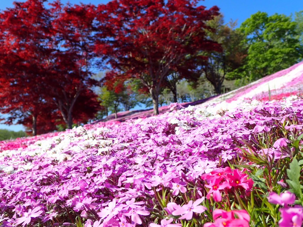 春もみじと芝桜2