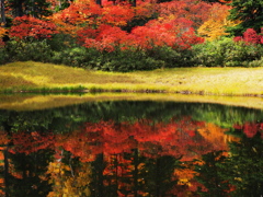 大雪高原温泉の紅葉2