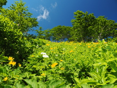 チシマノキンバイソウの花畑