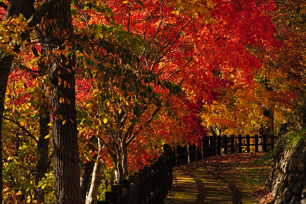 錦仙峡の紅葉3