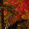 錦仙峡の紅葉3
