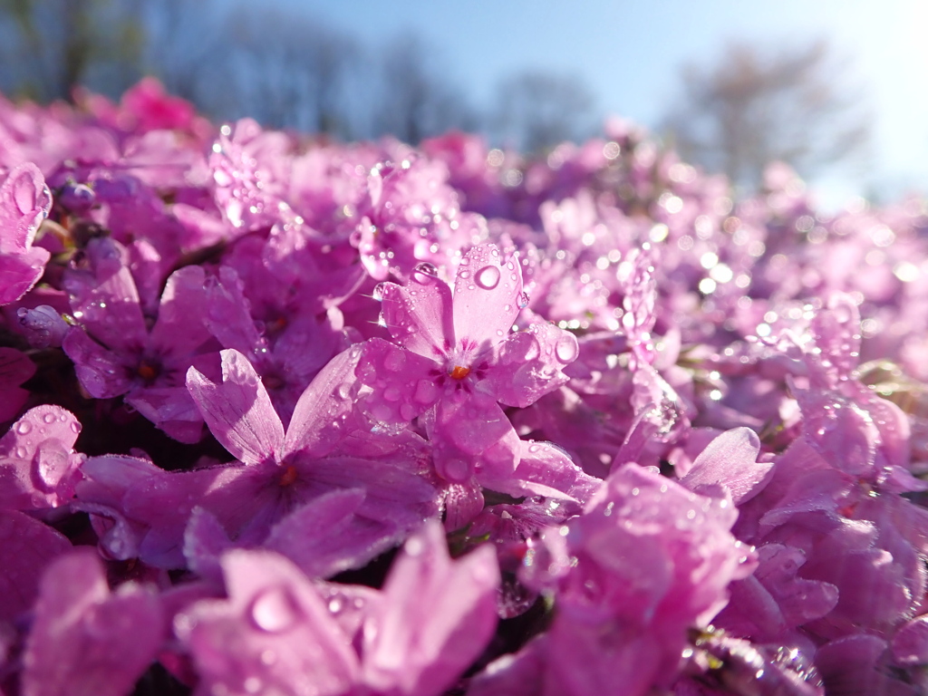 朝露の芝桜2