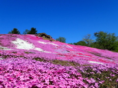 芝桜の小丘