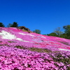 芝桜の小丘