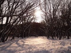 雪林の朝陽