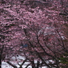 雪原の桜
