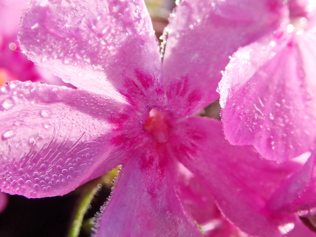 朝露芝桜　マクロ