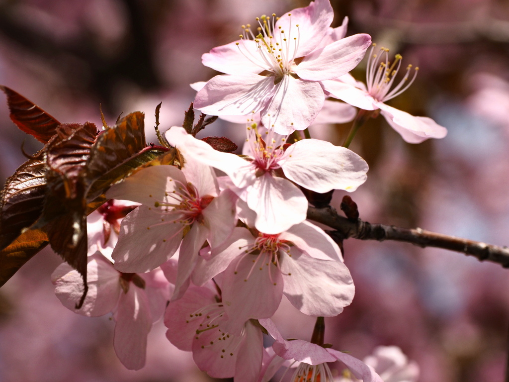 葉桜