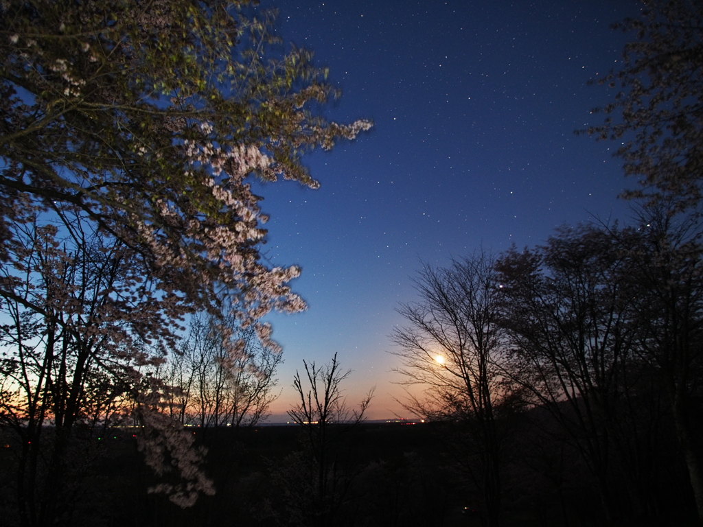 月と夜桜