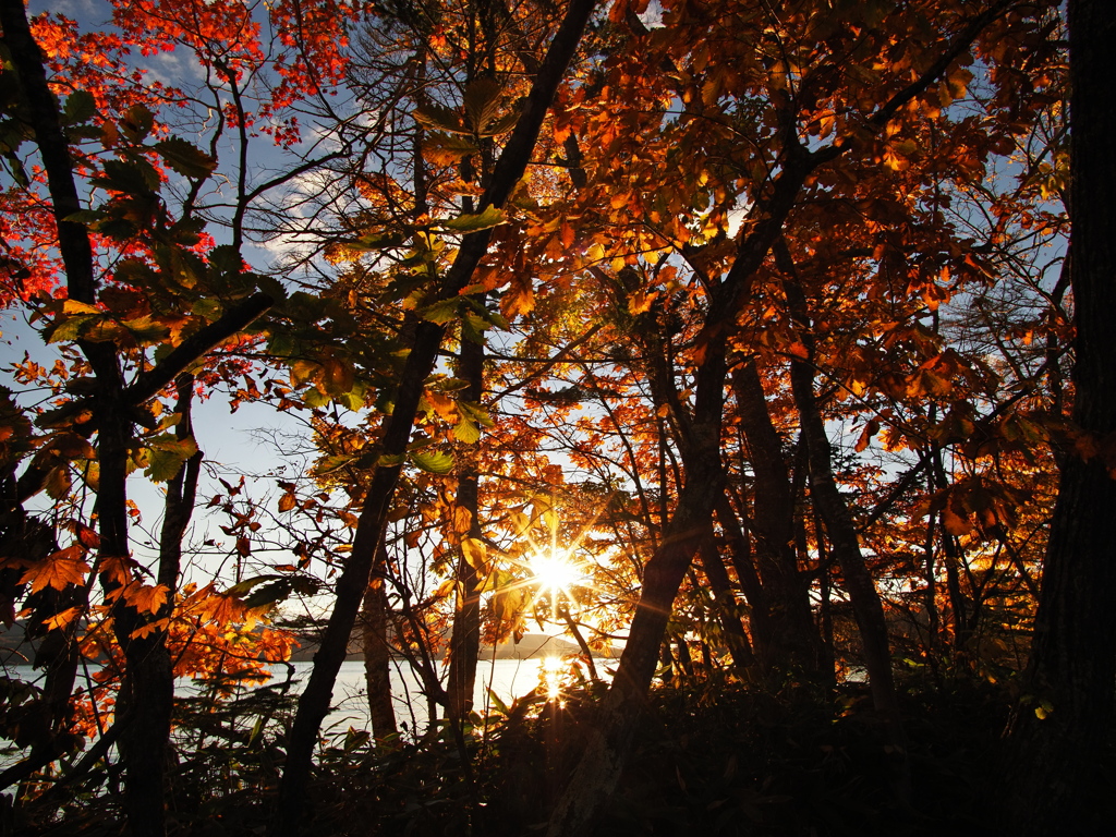 紅葉間の朝日