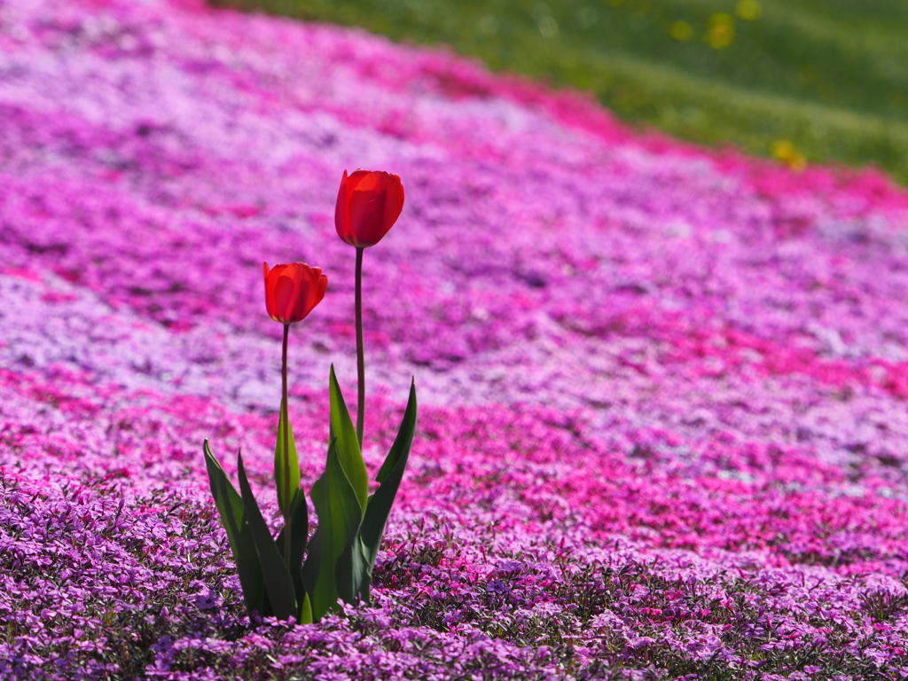 チューリップと芝桜