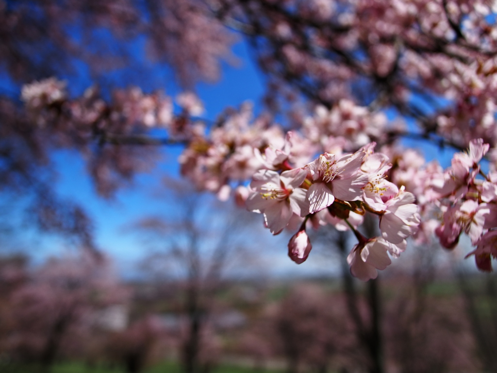 桜の風景