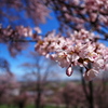 桜の風景