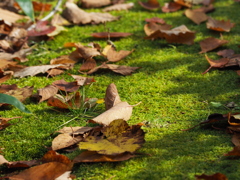 苔上の枯葉