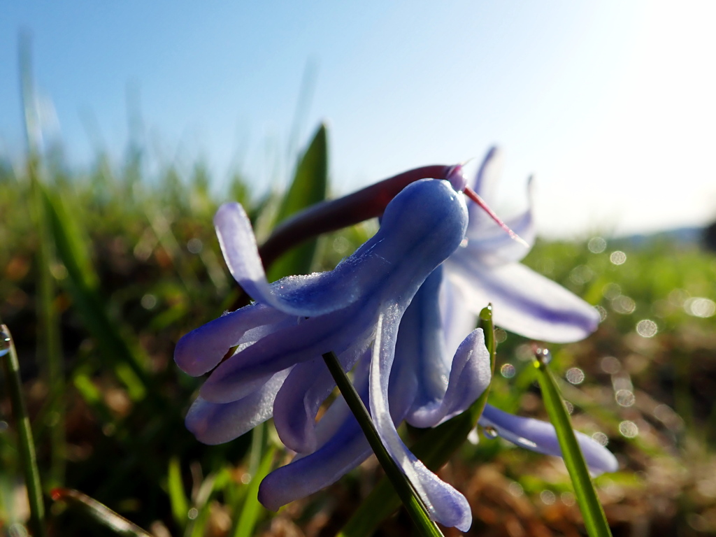 朝露の道花