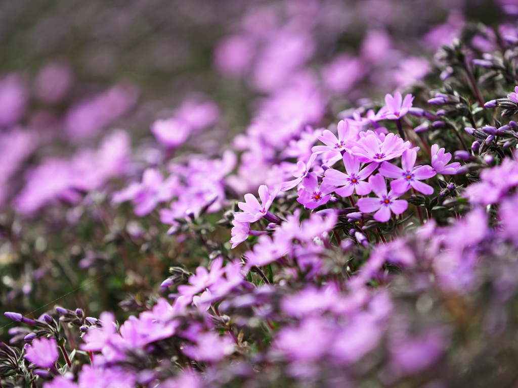 芝桜の丘