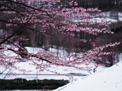 桜と冬景色