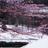 桜と冬景色