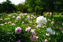 シャクヤクの花畑