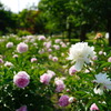 シャクヤクの花畑