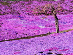 桜と芝桜