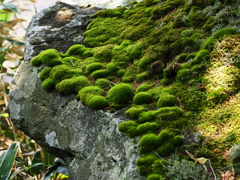 岩上の丸苔