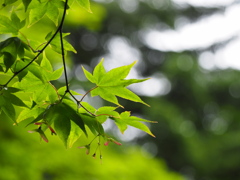 夏の緑もみじ