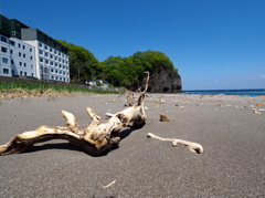 流木と海岸