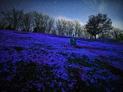 星空と芝桜2