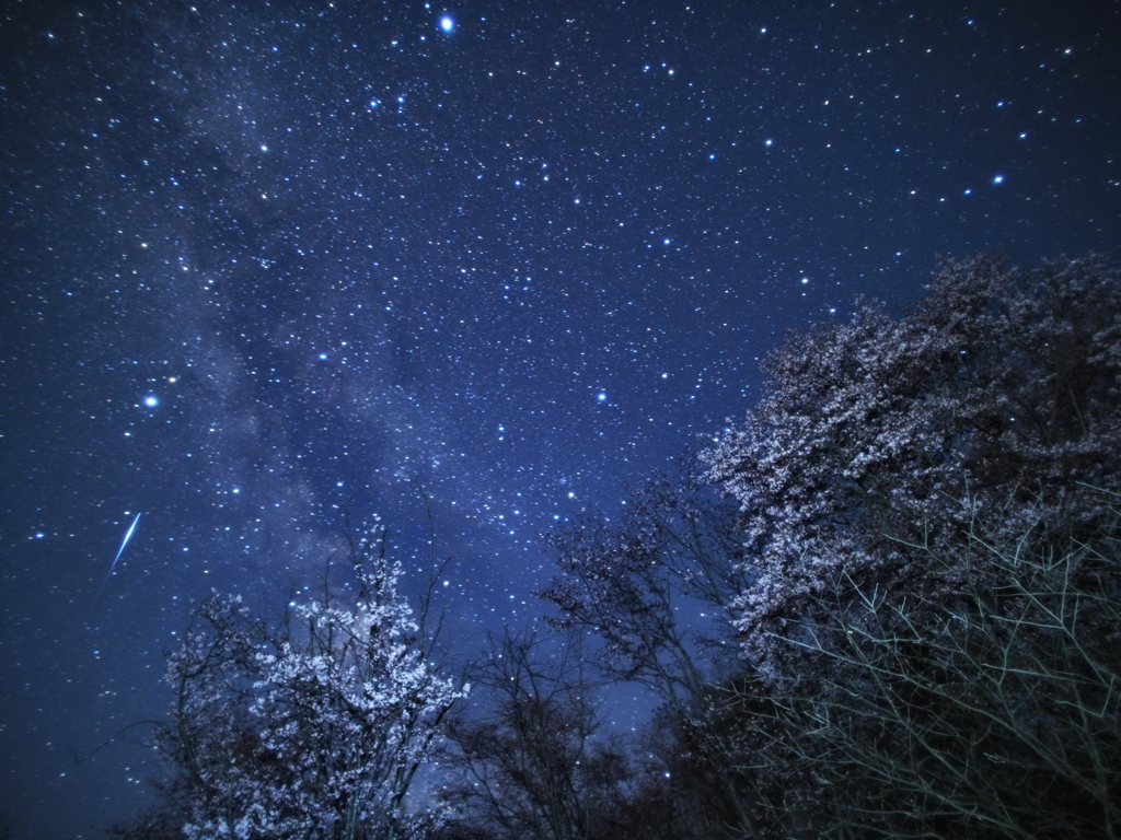 天の川と夜桜