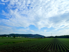 トウキビ畑の青空