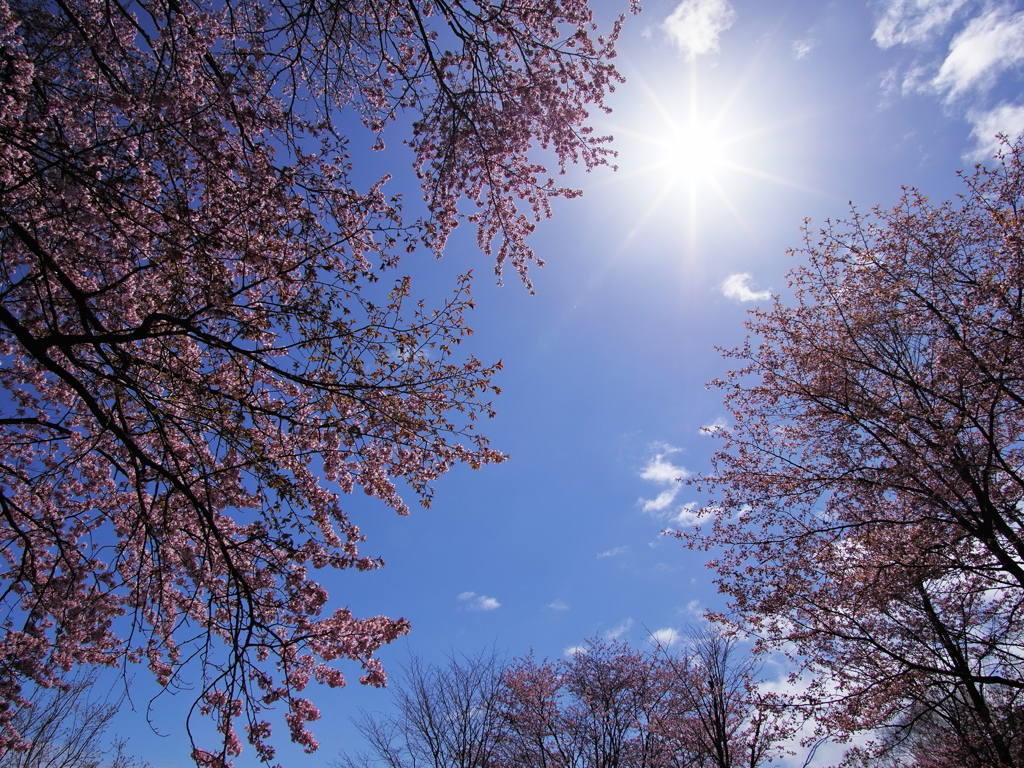 桜と太陽