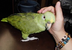 我が家のキエリボウシインコの「バボラ」です