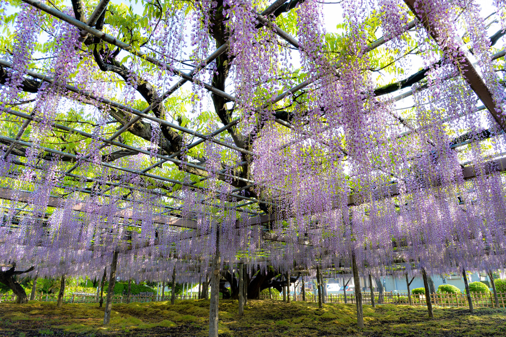 玉敷神社のフジ