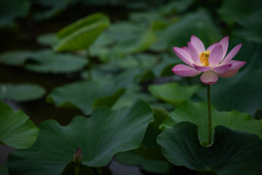 大賀蓮(古代蓮)