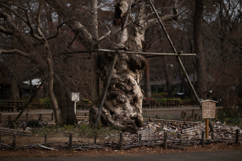 NikonZ8＋NIKKOR Z 85mm f/1.2 S