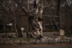 NikonZ8＋NIKKOR Z 85mm f/1.2 S