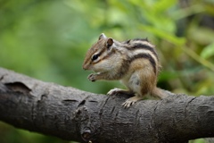 シマリス