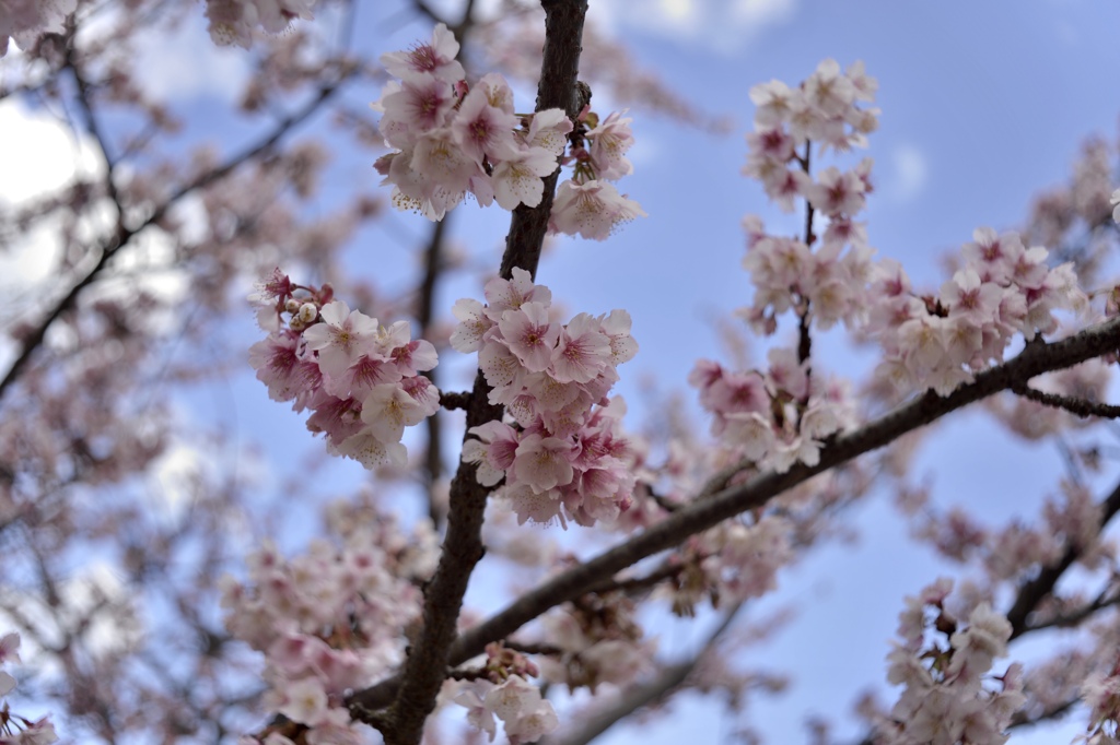 Nikon Df ＋ NIKKOR-S Auto 35㎜F2.8(三脚)